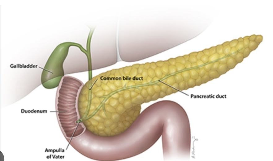 <p>99% of the organs volume which contains clusters of gland cells and their attatched ducts</p>