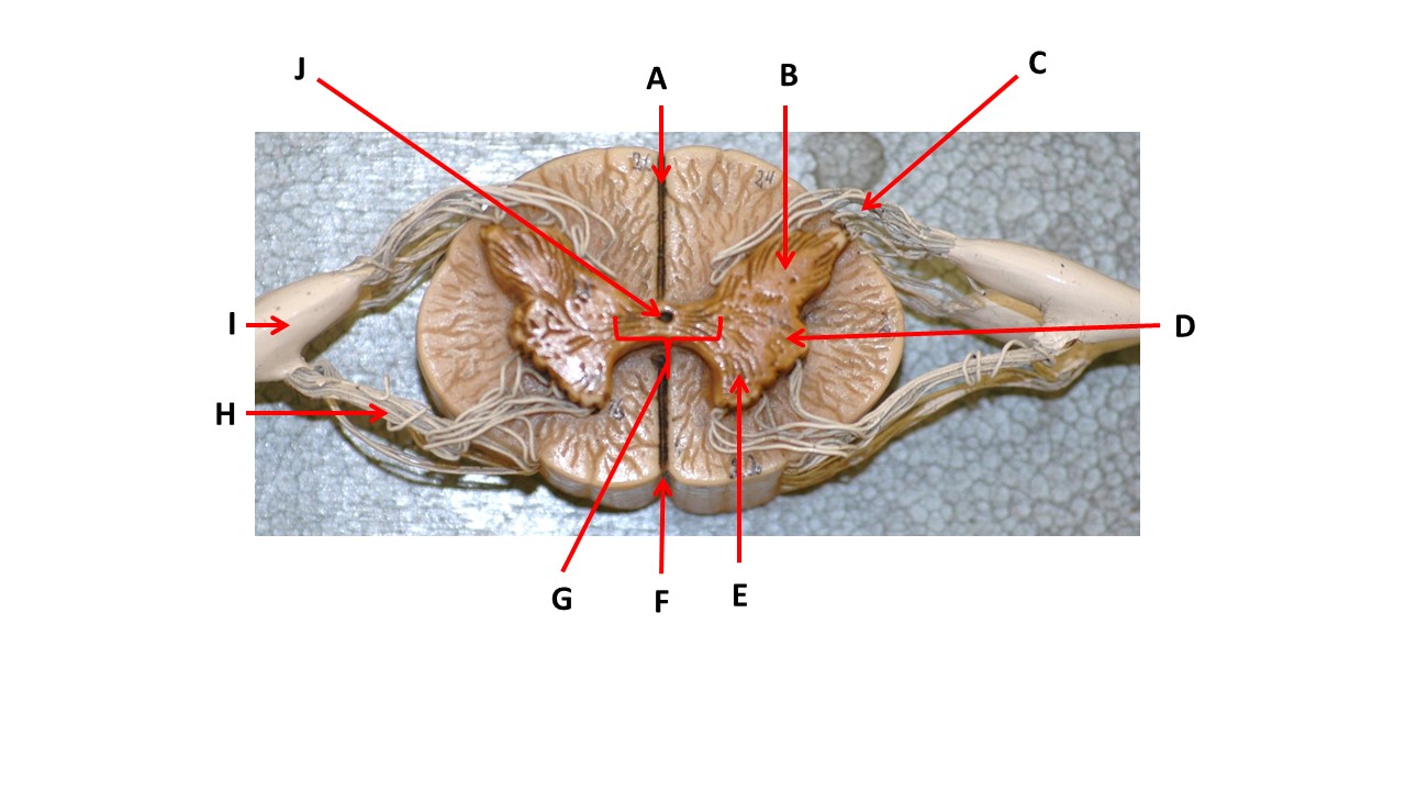 <p>Name the region within bracket G. </p>
