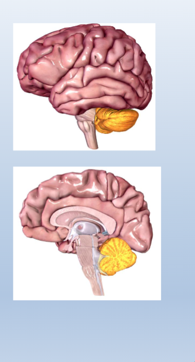 <p><span>Roles of the cerebellum:</span></p><p><br><span>Motor planning:</span><br><span>• Aids the motor cortices in planning complex movements</span><br></p><p><span>Motor learning:</span><br><span>• Error correction when learning movements: compares intended</span><br><span>movement with actual movement and corrects errors that might occur</span><br><span>• Synapses change with experience</span></p>