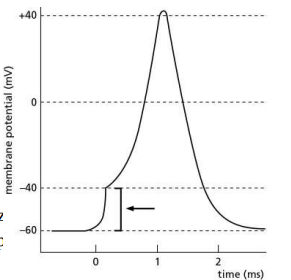 <p>Figure Q12-56 illustrates changes in membrane potential during the formation of an action potential. What membrane characteristic or measurement used to study action potentials is indicated by the arrow?</p><p>(a) effect of a depolarizing stimulus </p><p>(b) resting membrane potential </p><p>(c) threshold potential </p><p>(d) action potential</p>