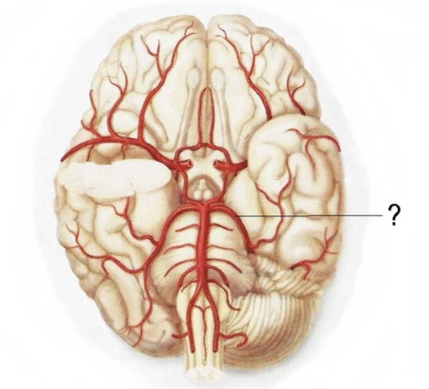 <p>Supplies posterior 2/3 cerebrum on medial side - occipital lobe</p>