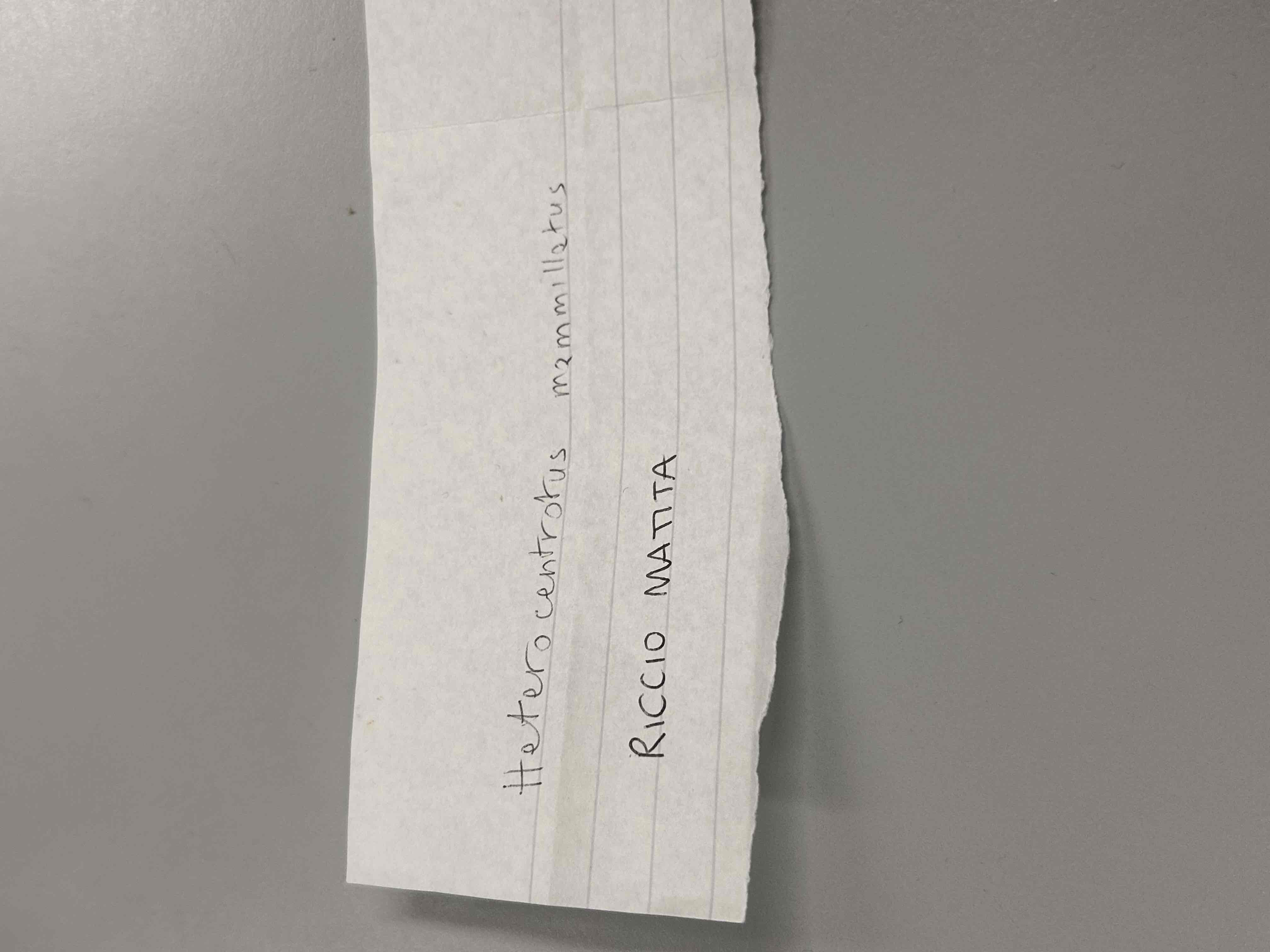 <p>Echinodermata</p><p>Echinoidea ????</p><p>Heterocentrotus mammilatus (riccio matita)</p>