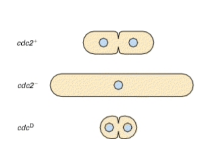 <p>o <span>Arrested during the cell cycle (-): elongated cells with undivided nuclei</span><br><span>o Advanced into M phase too early </span>(D)<span>: short cells (the wee phenotype)</span><br><span>o Cloning of cdc genes (+): complementation of loss‐of‐function mutations</span></p><p><br></p>