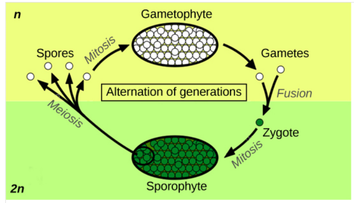 <p>haploid and diploid stages alternate during life cycle </p><ul><li><p>haploid form is known as a gametophyte</p></li><li><p>diploid phase is called the sporophyte</p></li></ul><p></p>