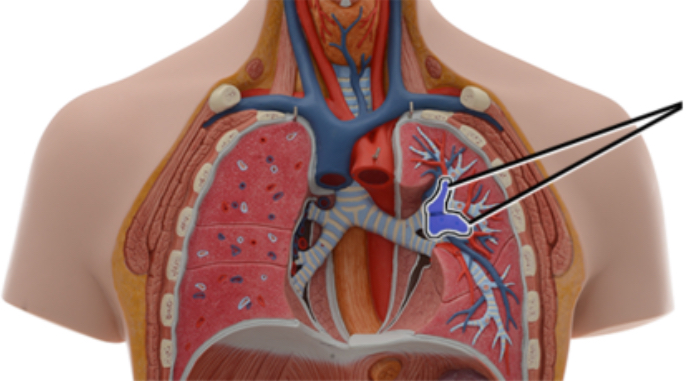 <p>Name these veins.</p>
