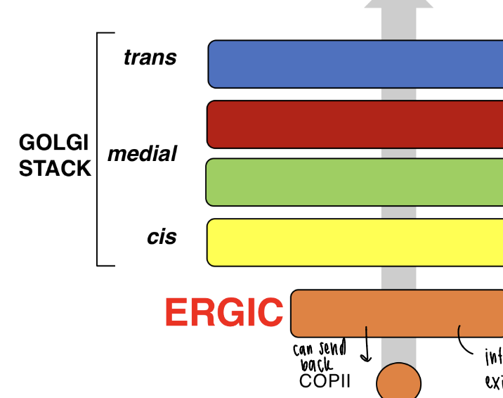 <p>ER-golgi intermediate compartment </p><p>ER exit sites (ERES) > ERGIC > Golgi stack (cis, medial, trans)</p><p>ERGIC is an intermediate between exit and Golgi as a filter to proofread proteins</p>