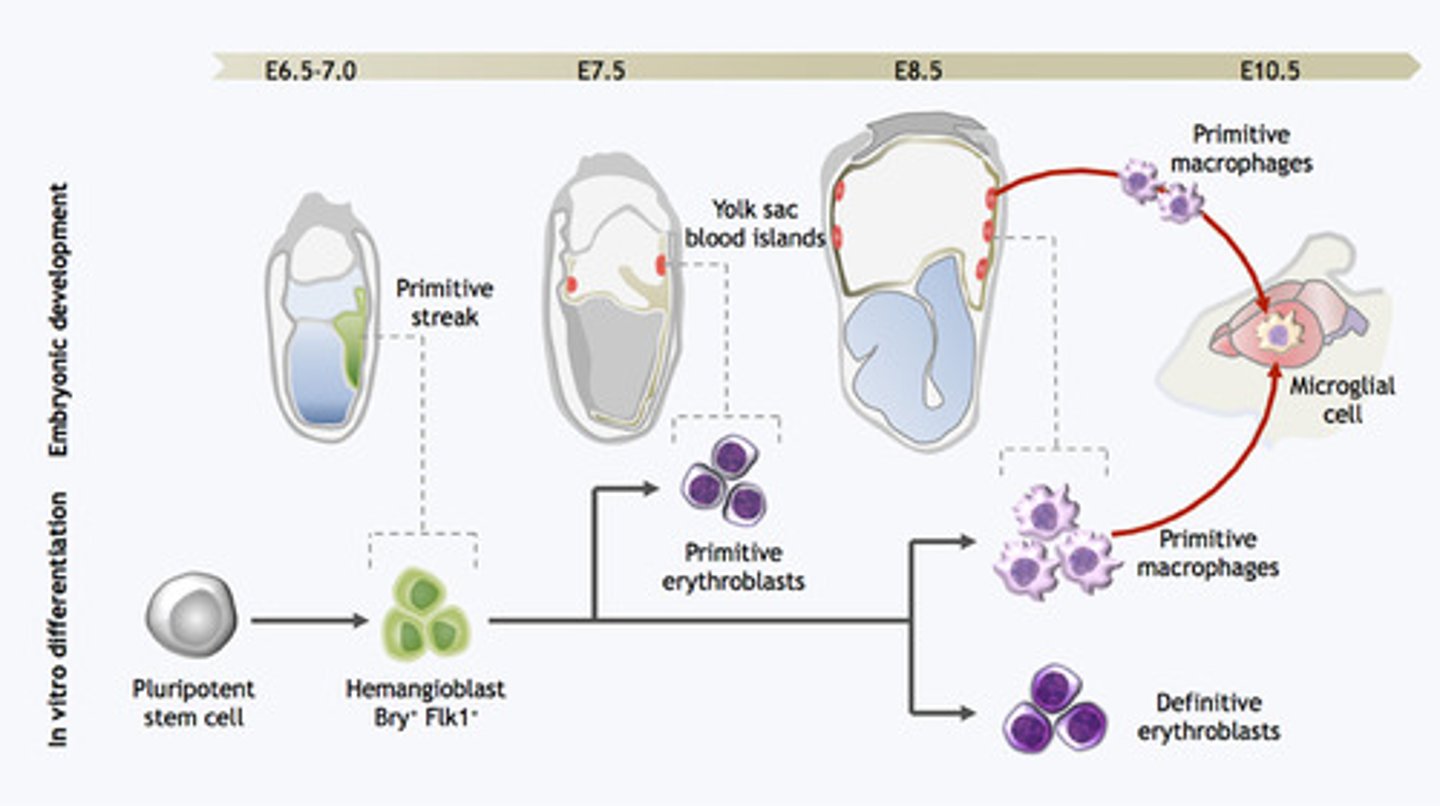 <p>Microglia are derived from circulating monocytes from the bone marrow that enter the central nervous system, so they are derived from the mesoderm.</p>