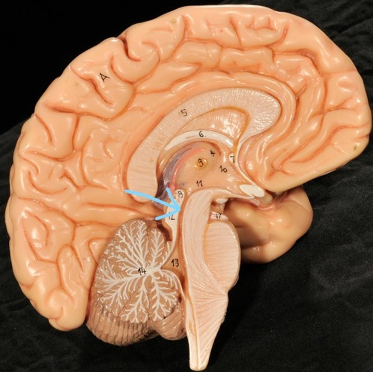 knowt flashcard image