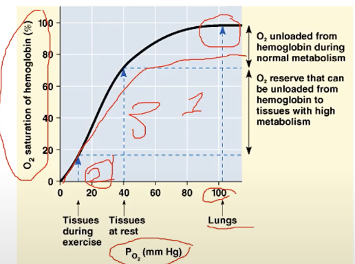 <p>assume that saturation is faster, and more metabolic activity</p>