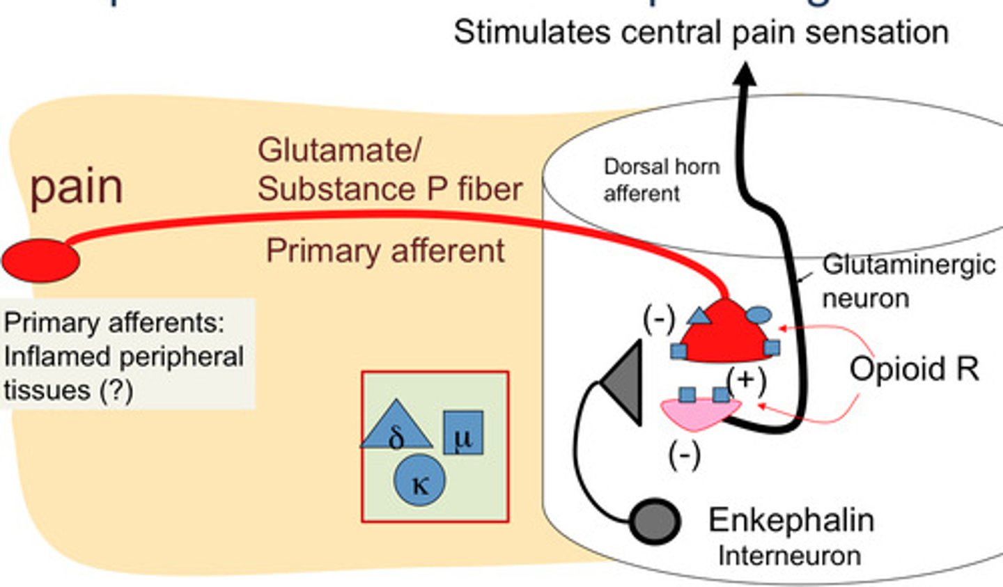 <p>a neurotransmitter that is involved in the transmission of pain messages to the brain</p>