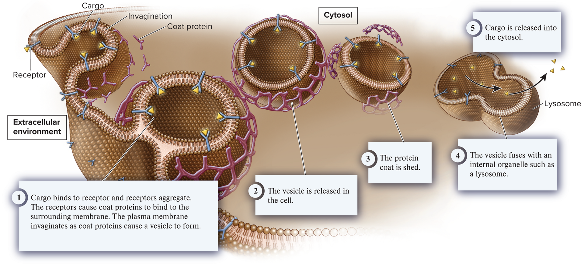 <p>receptor-mediated endocytosis</p>