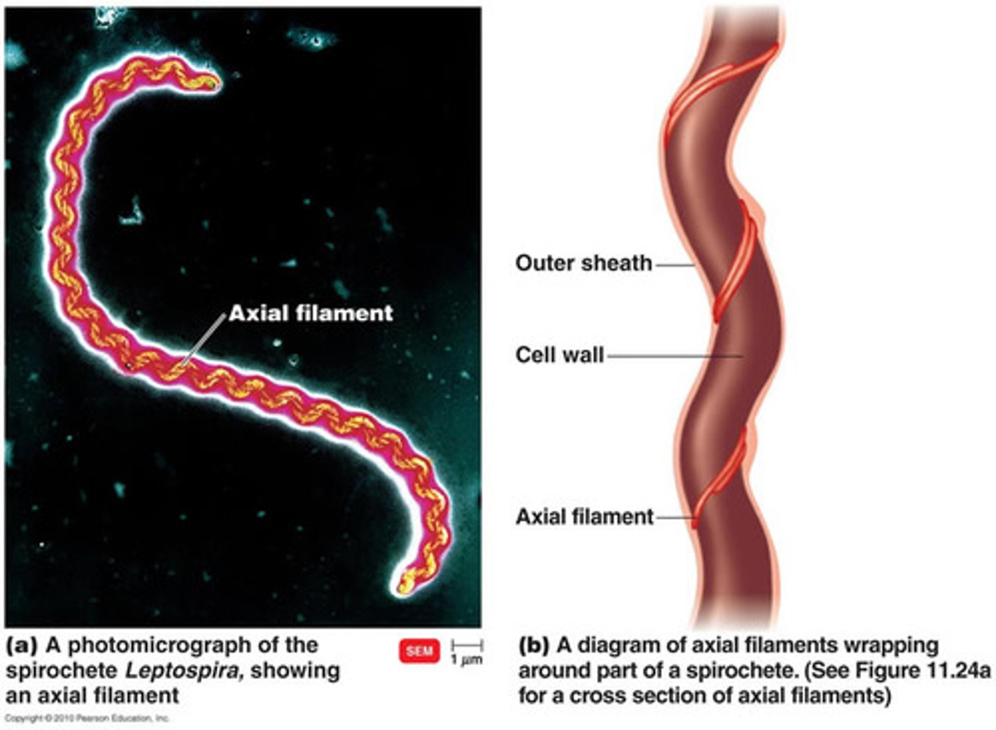 <p>-also called endoflagella. -in spirochetes. -anchored at one end of a cell. -rotation causes cell to move</p>