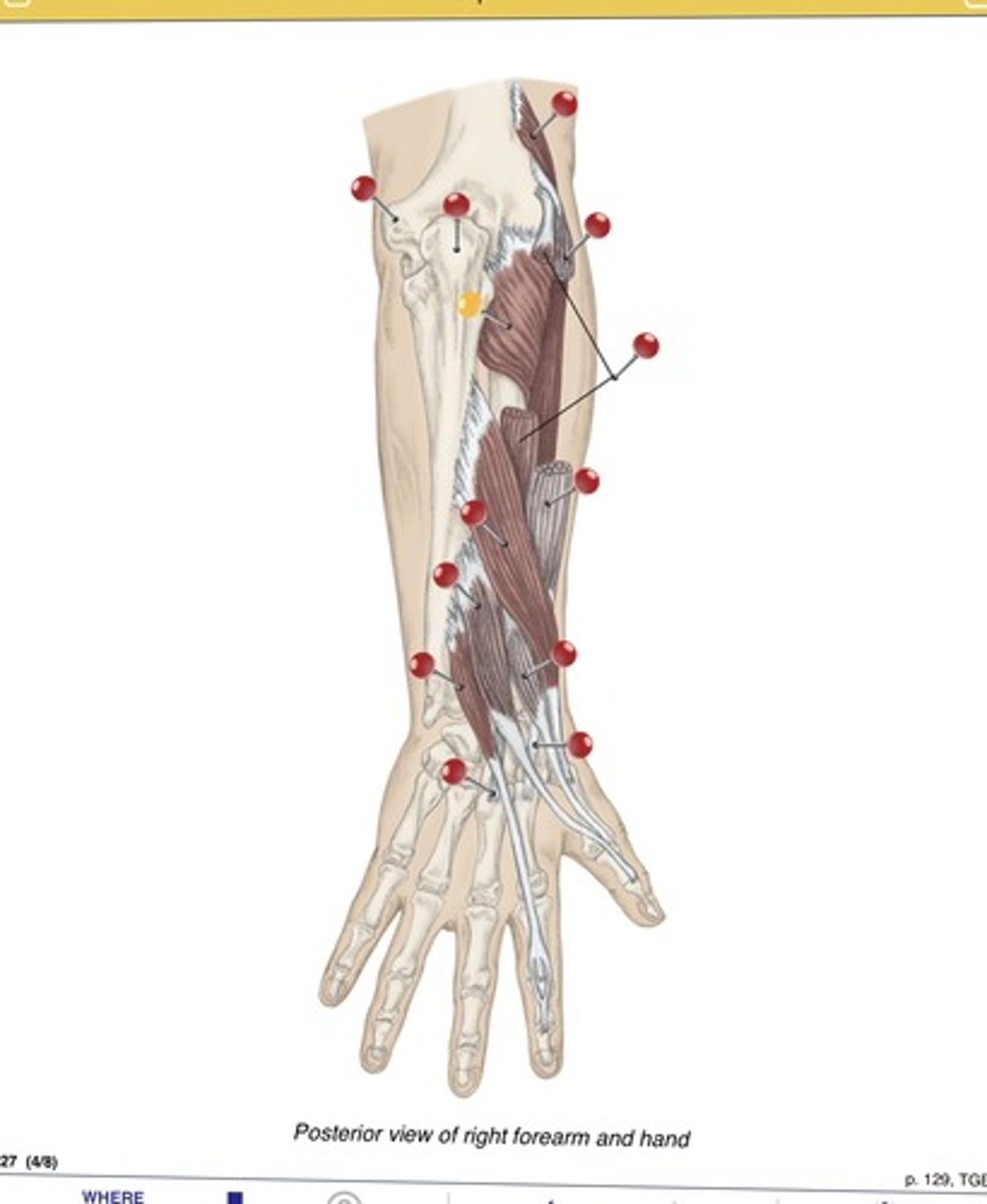 <p>Name the muscle at the yellow pin</p>