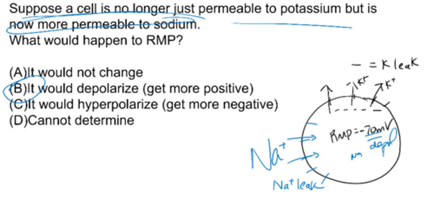 <p>B) it would depolarize (get more positive)</p>