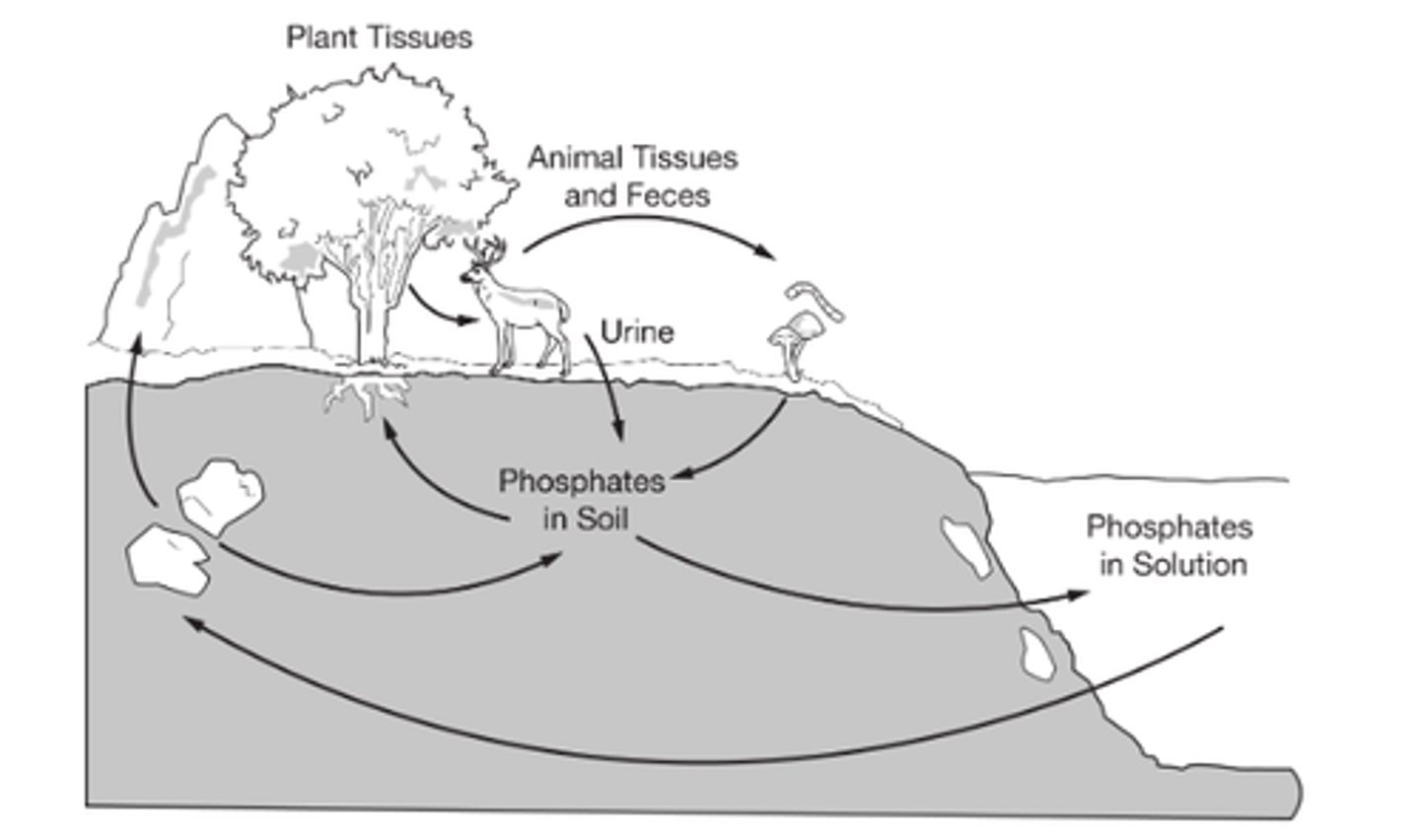 <p>The phosphates absorbed by animal tissue through consumption eventually return to the soil.</p>