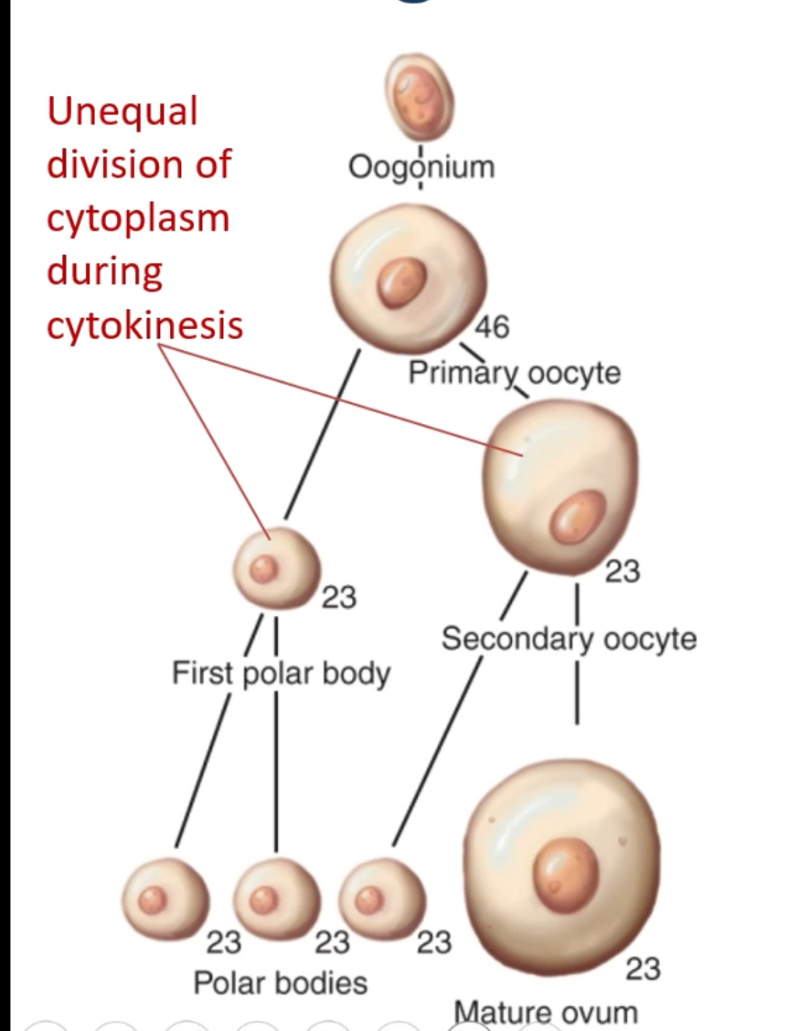 <p>Folliculogenesis and Oogenesis</p>