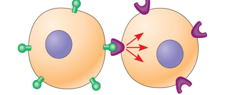 <p>direct contact </p>