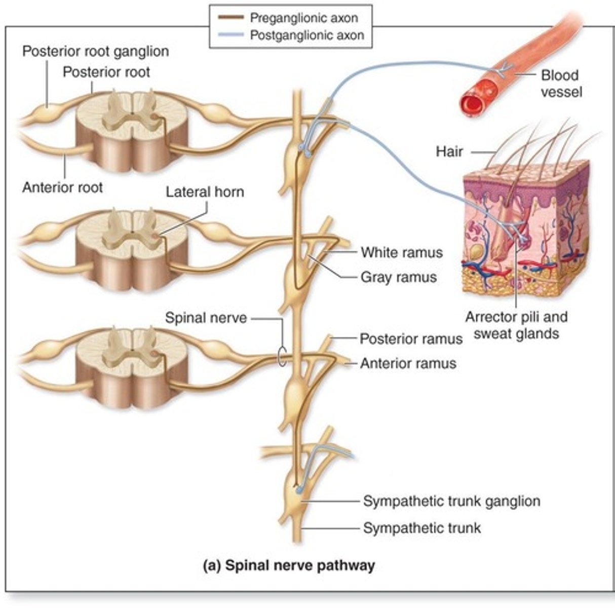<p>It regulates processes below the conscious level and maintains homeostasis.</p>