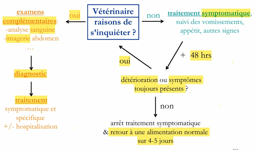<p>causes: </p><ul><li><p>digestives surtt: indiscrétion alim, gastrite virale, CE</p></li><li><p>pancréatite</p></li><li><p>médicaments</p></li><li><p>etc</p></li></ul><p>quand s’inquiéter? CE, sang, toxiques/médicaments, aliments après 7h du repas (retard de vidange), décaloïde</p><p>traitement symptomatique:</p><ul><li><p>à jeun pdt 24h: TD au repas</p></li><li><p>surveiller hydratation</p></li><li><p>antivomitifs OK sauf si obstruction GI</p></li><li><p>introduire nourriture progressivement qd ne vomis plus</p></li><li><p>antiacide et protecteurs de parois qd signes érosion</p></li><li><p>AB NON (sauf si pneumonie par erreur de lieu)</p></li><li><p>AINS/ AIS NON</p></li></ul><p></p>