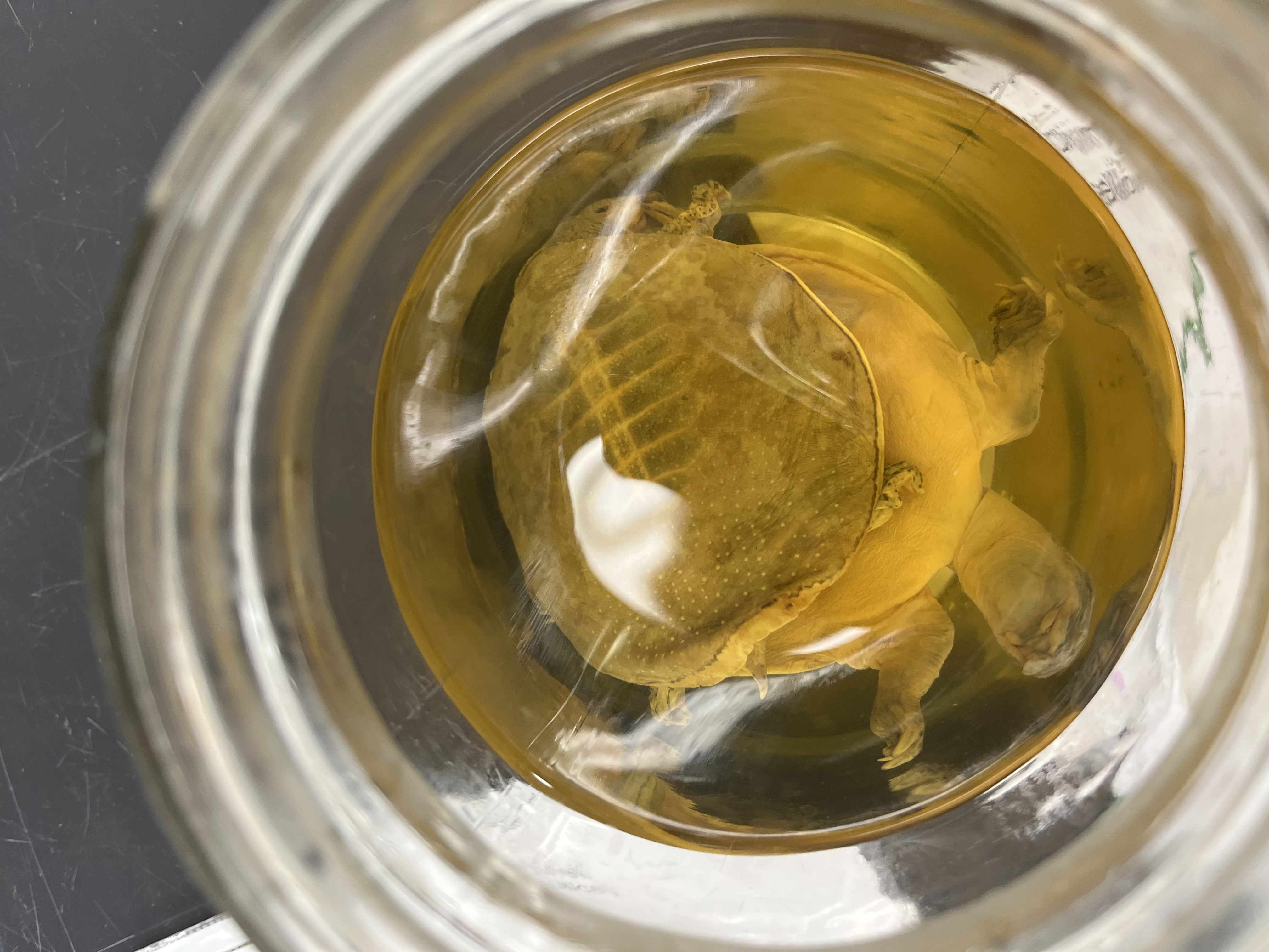 <ul><li><p>long head</p></li><li><p>medium size</p></li><li><p>speckles on grey back</p></li><li><p>black speckled arms</p></li></ul><p></p>