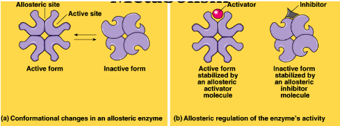 <p>-activator locks the enzyme in its active form when the -active sites are exposed so more substrate can be made into product inhibitor locks the enzyme in an inactive form when the active site is not exposed Changes by a conformational change of shape</p>