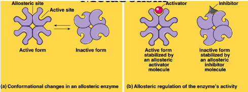 -activator locks the enzyme in its active form when the -active sites are exposed so more substrate can be made into product
inhibitor locks the enzyme in an inactive form when the active site is not exposed
Changes by a conformational change of shape