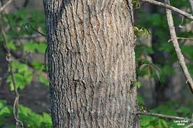 <p>boxelder, Acer negundo, Sapindaceae</p>