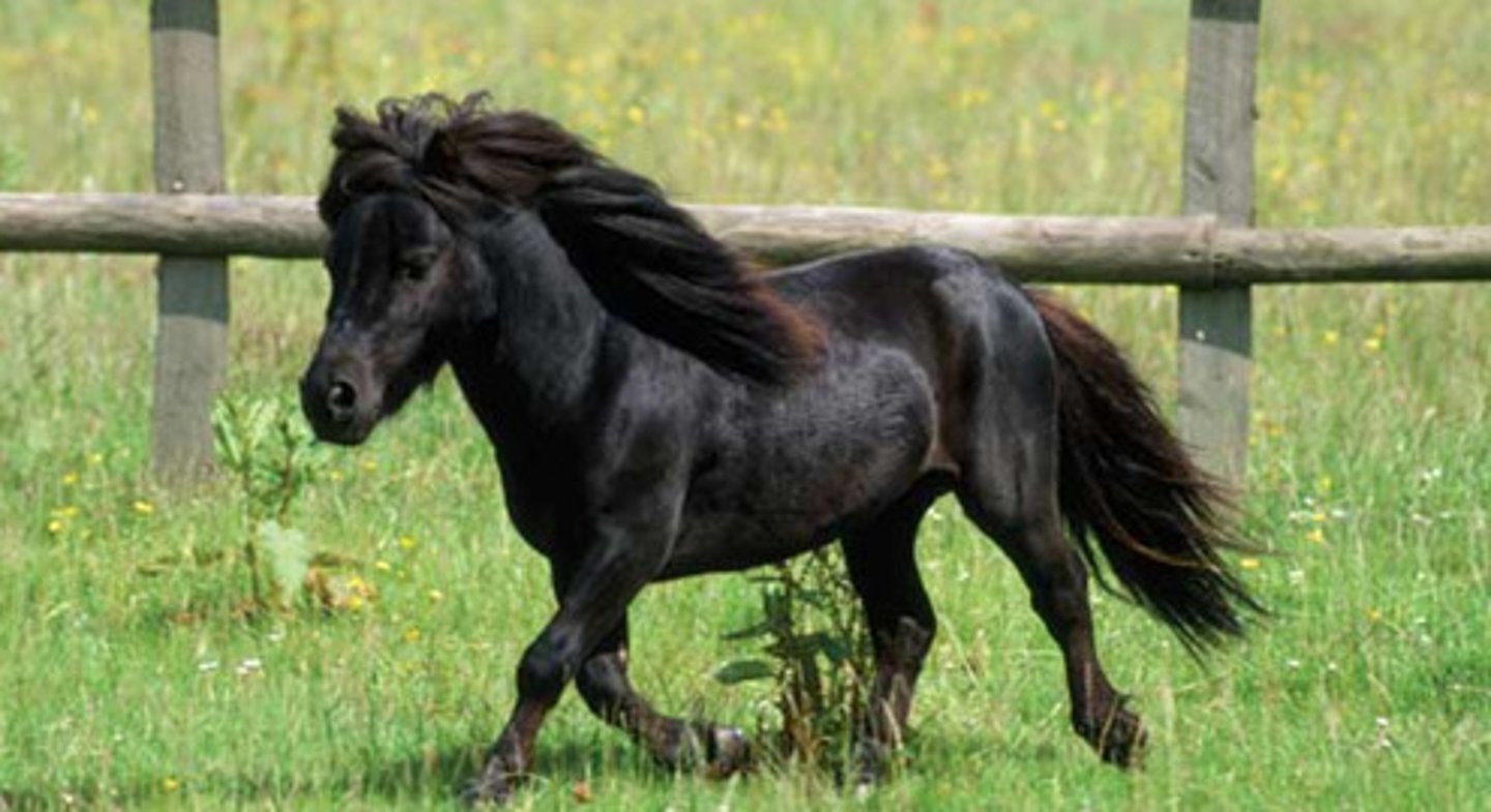 <p>Miniature Horse</p>