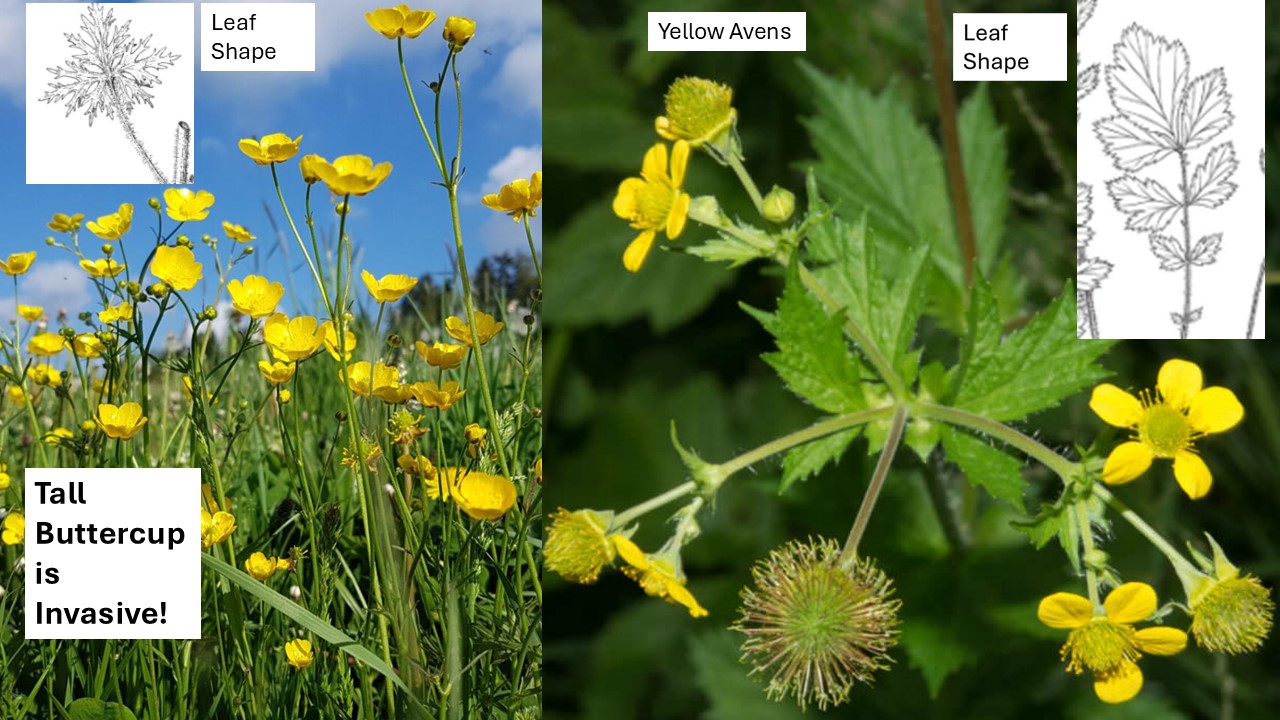 <p>The tall buttercup is invasive! There are a few ways to tell the difference between the tall buttercup and yellow avens. One of which is the leaf shape. While both leaf shapes are compound, the tall buttercups have a deeply divided leaf shape. This differs from the yellow avens which has a broader leaf shape with toothed edges.</p>
