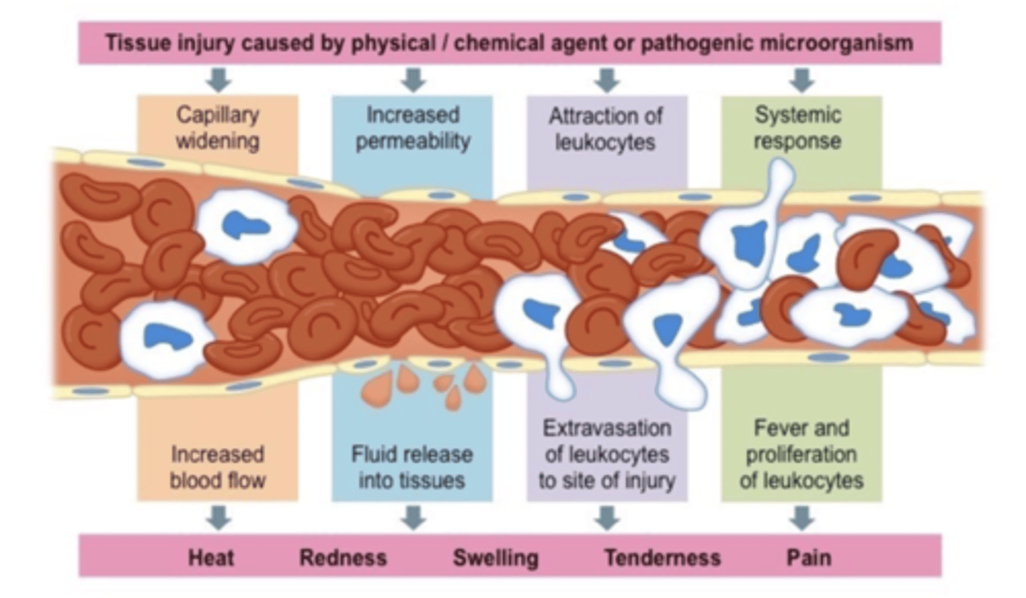 <p>1. Heat (capillary widening - increased blood flow)(in vasodilation the blood pressure drops)</p><p>2. Redness </p><p>3. Swelling (Increased permeability (muscle walls loosen) - fluid release into tissues)(Protein leaves which should not be going out because it pulls water with it)(Edema)</p><p>4. Tenderness (fluid build up is putting pressure on nervous system around site of injury)</p><p>5. Pain (tenderness and pressure)</p>