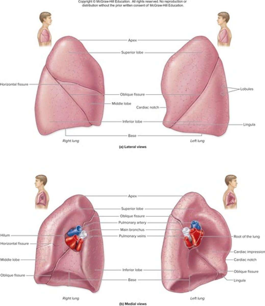 <p>The indented region on the lung's mediastinal side where vascular and bronchial attachments occur.</p>