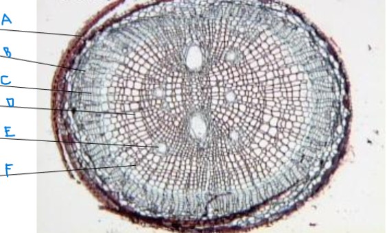 <ol><li><p>identify the genus</p></li><li><p>identify the part of the plant</p></li><li><p>identify a-f</p></li></ol><p></p>