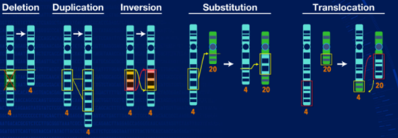 <ul><li><p><span>Deletions (e.g resulting in 5p deletion syndrome)</span></p></li><li><p><span>Duplications</span></p></li><li><p><span>Inversions</span></p></li><li><p><span>Reciprocal translocations</span></p></li><li><p><span>Robertsonian translocations (specific translocation, more commonly seen, one of the ways you can get down syndrome)</span></p></li></ul><p></p>