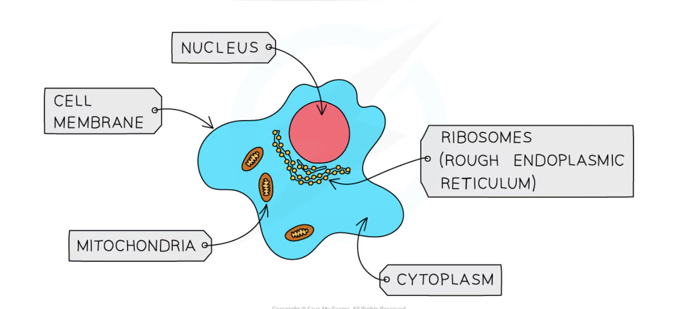 <p>what cell is this?</p>