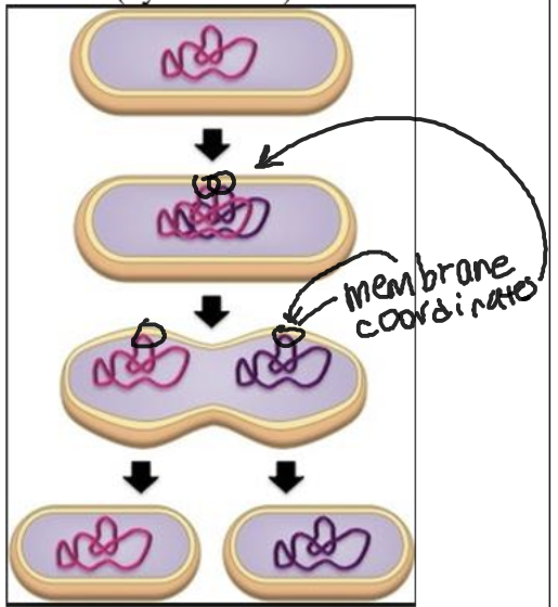 First, the circular DNA replicates. Then, the size of the cell increases. Next, 2 copies of DNA separate. Finally, cytokinesis occurs. 