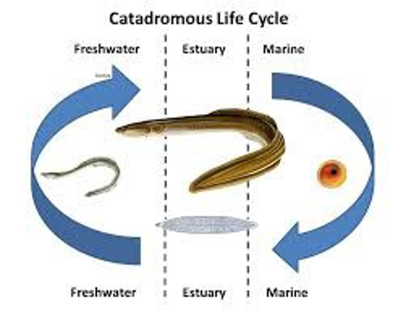 <p>Live in freshwater, go to ocean to spawn. Example: American eel</p>