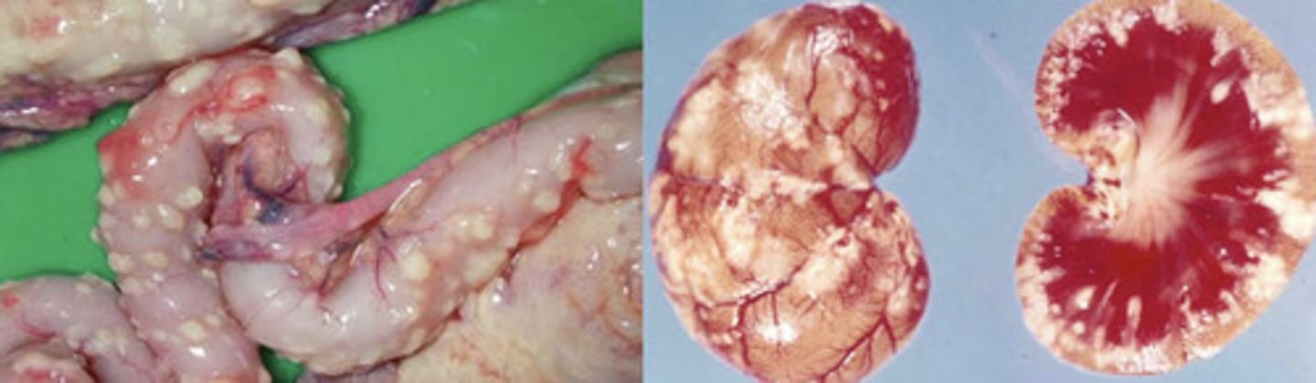 <p>on necropsy, you find pyogranulomatous foci in the form of punctate fibrinous plaques on the serosal surface of the intestines...this is characteristic of effusive ___________<br><br>a) FIV<br>b) FIP<br>c) FeLV<br>d) FVR</p>