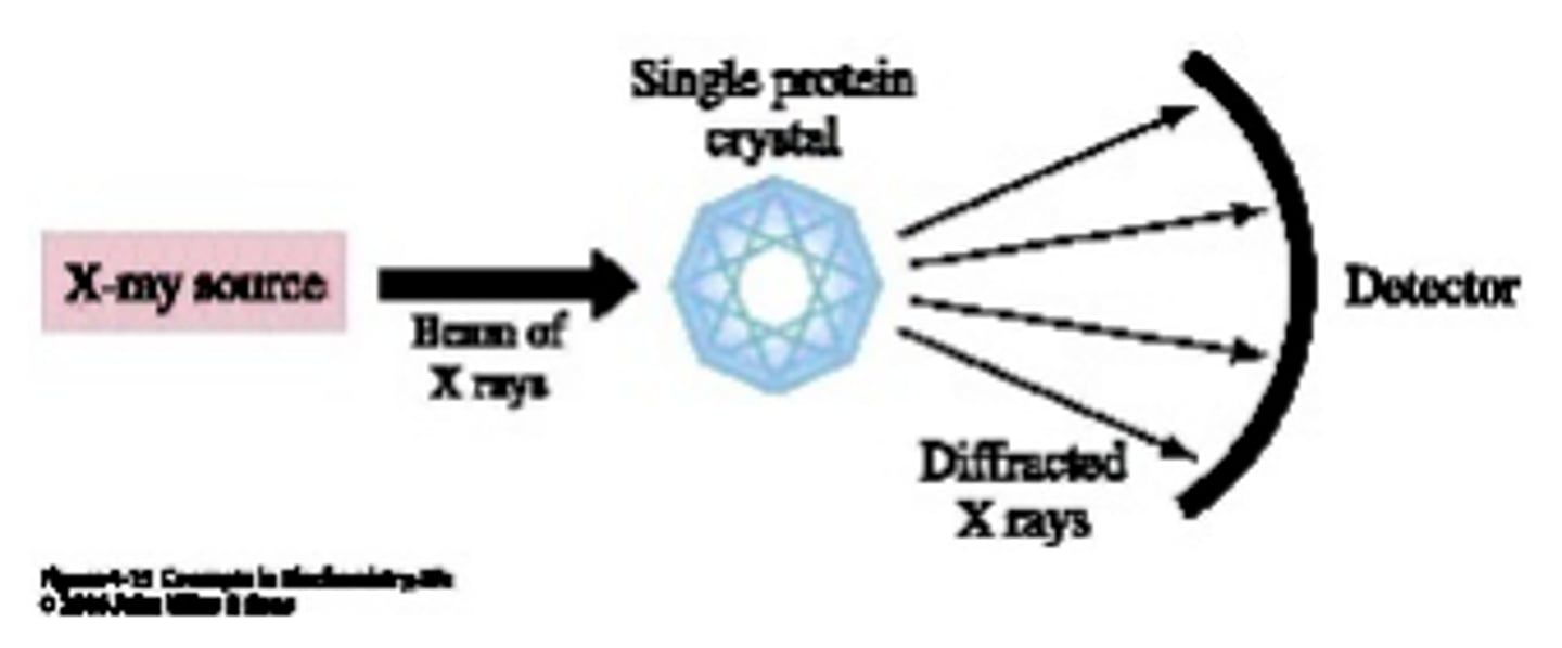 <p>Technique used to study the three-dimensional structure of molecules. Utilizes the diffraction of X-Rays off of a crystal to create a protein model.</p>
