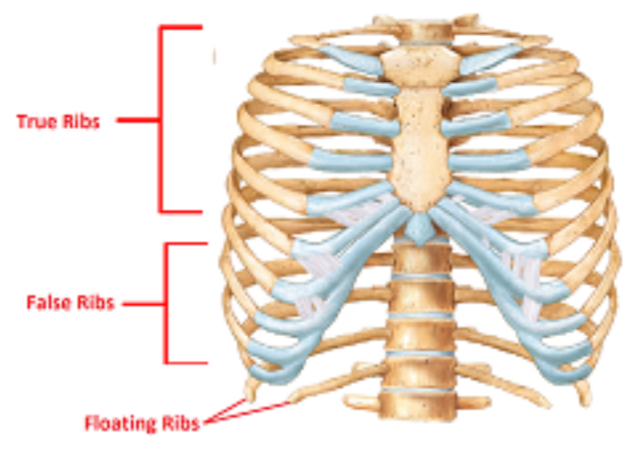 * Ribs 1-7
* Attach to sternum via individual costal cartilages 