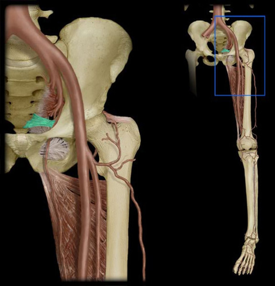 <p>-lower extremity (gluteal, hip, posterior thigh)</p>