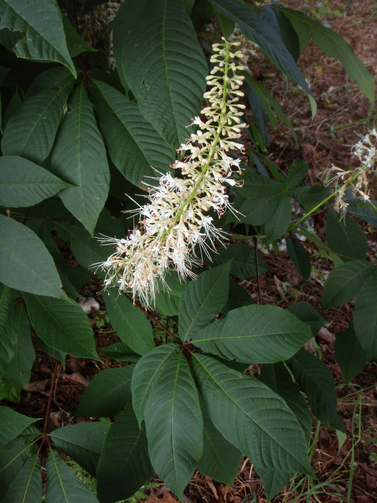 <p><em>Aesculus parviflora</em></p>