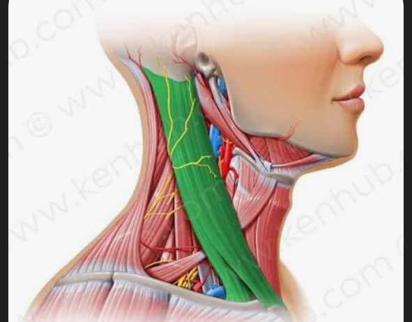 <p>sternocleidomastoid</p>