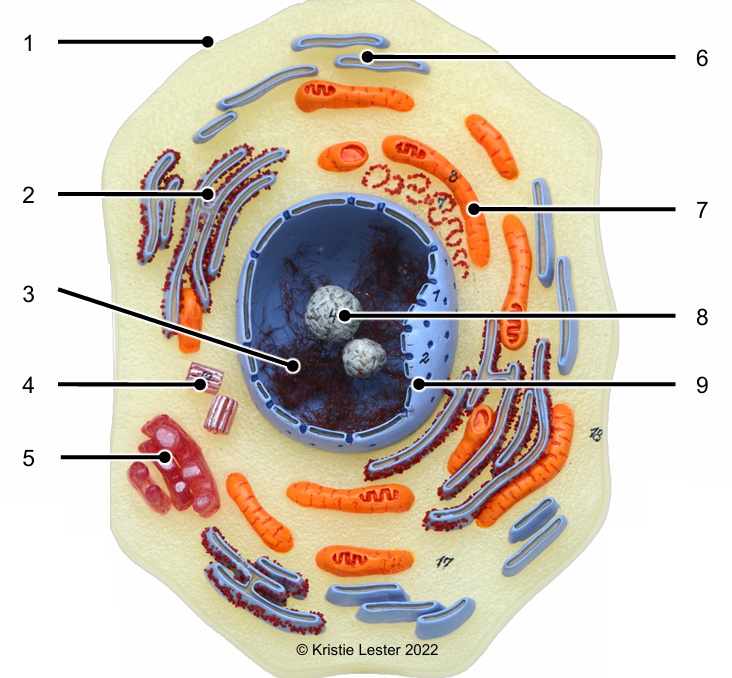<p>Identify the structures labelled 1-9</p>