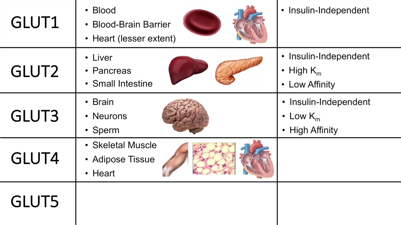 <p>The liver</p>