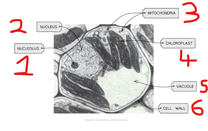 <ol><li><p>Nucleolus</p></li><li><p>Nucleus</p></li><li><p>Mitochondria</p></li><li><p>Chloroplast</p></li><li><p>Vacuole</p></li><li><p>Cell wall</p></li></ol><p></p>