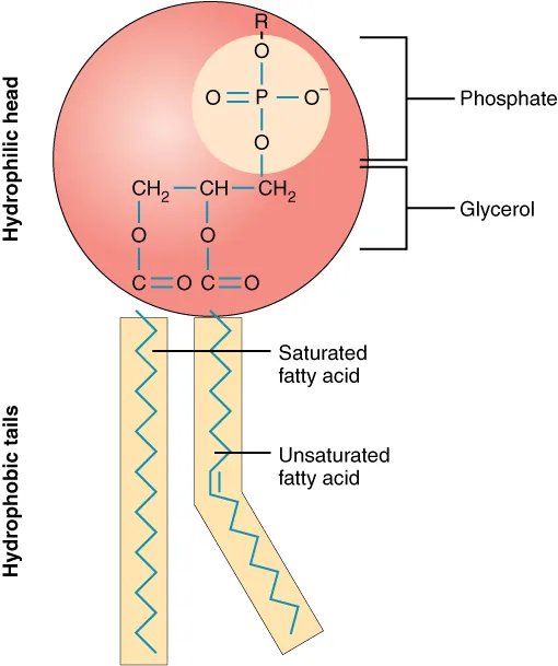 <ul><li><p>The phosphate group is negatively charged, making the head polar and hydrophilic</p></li><li><p>The phosphate heads are thus attracted to the water molecules of both the extracellular and intracellular environments.</p></li><li><p>Can dissolve in water</p></li><li><p>Some the tail is positively charged, making it an amphipathic molecule</p></li></ul><p></p>