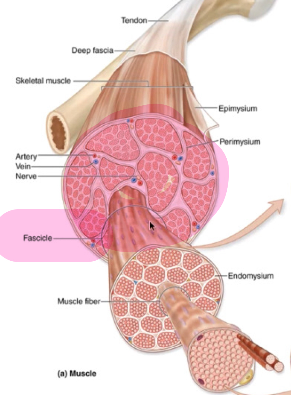<p>What connective tissue layer encloses an entire skeletal muscle?</p>