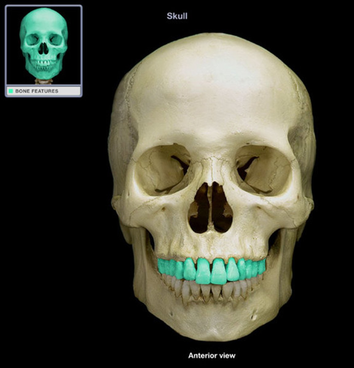 <p>teeth that line the upper jaw</p>