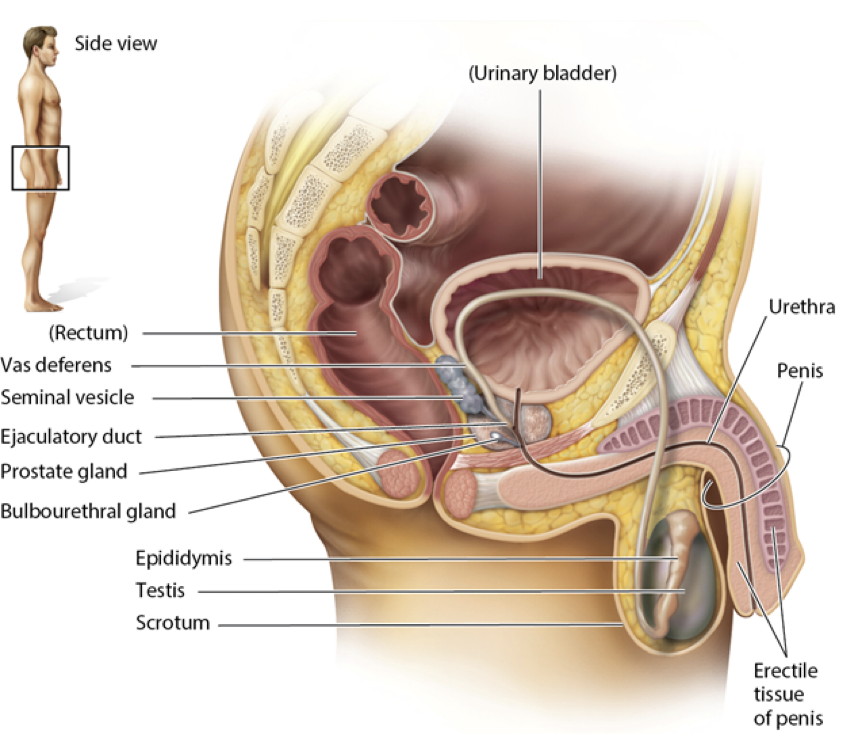 <ol><li><p>seminal vesicles</p></li><li><p>prostate gland</p></li><li><p>bulbouretral glands</p></li></ol>