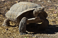 <p>Washington Co. • 25-36cm CL • Threatened (habitat loss) • Limited range in Utah • Utah&apos;s only terrestrial chelonian • High domed shell • Elephant like feet</p>